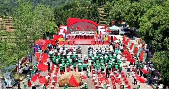 大田 开茶喽!三明大田“美人”娇艳绽放