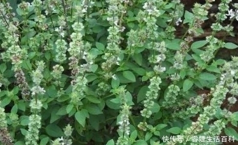 咳嗽|农村常见的一种野菜,具有清热解毒,止痛止血,治疗咳嗽的功能!