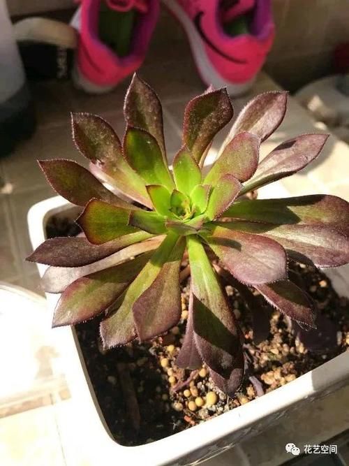 春天，这八种花，剪个枝插土里就活，养养就开花，错过了就要等明年了！