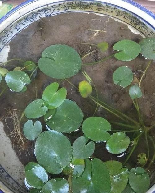 看了这些，你还觉得水培比土培更省心，不需要打理吗？