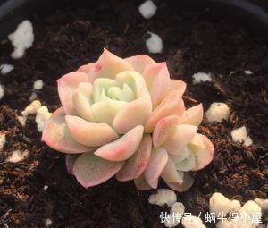 喜欢多肉怎能不叶插?趁着春天行动以来,一盆变多盆还有乐趣!