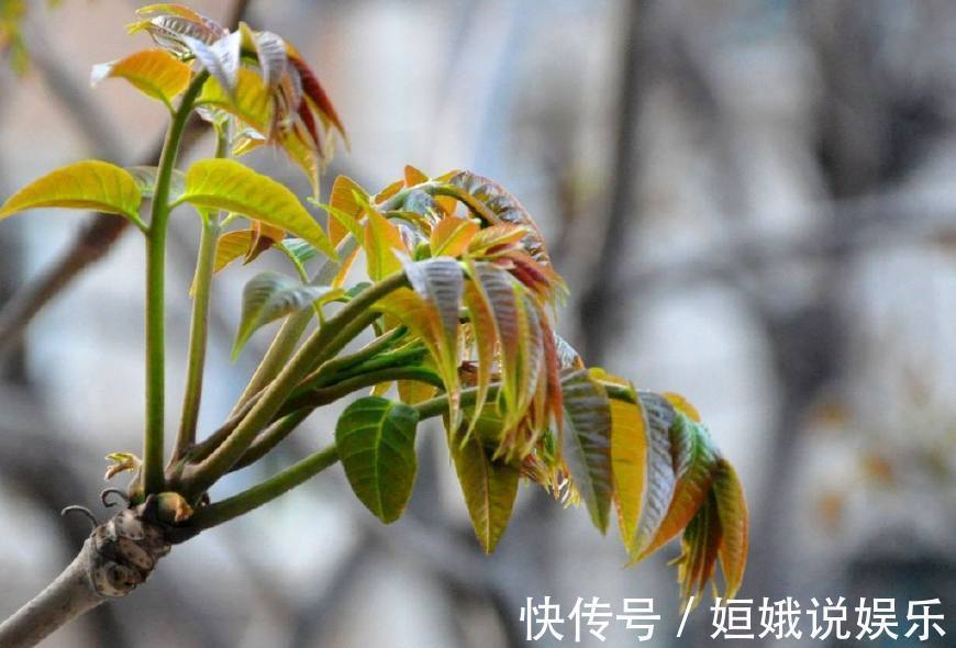 小吃|70岁老奶奶路边卖小吃,1元1碗,我连吃了3碗都还不满足