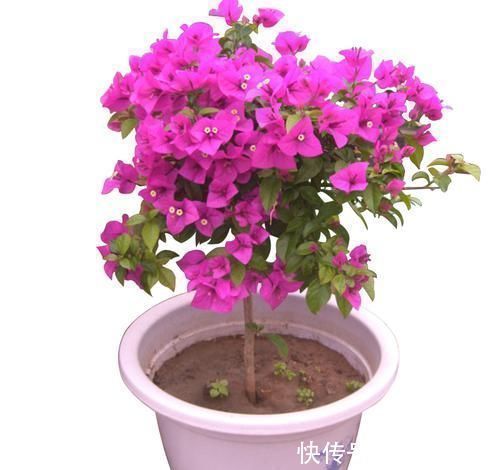 发财树|怪不得老公把发财树扔了，现阳台流行种此花卉，香飘满屋更迷人