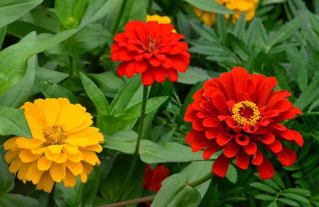 家里适合养这花,花期长,1朵花能开100天,放在阳台就爆盆