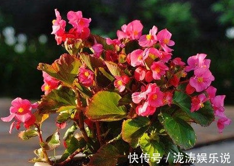 四季|四季海棠开花少多做“1步”，秒变“开花机器”，四季开花不断
