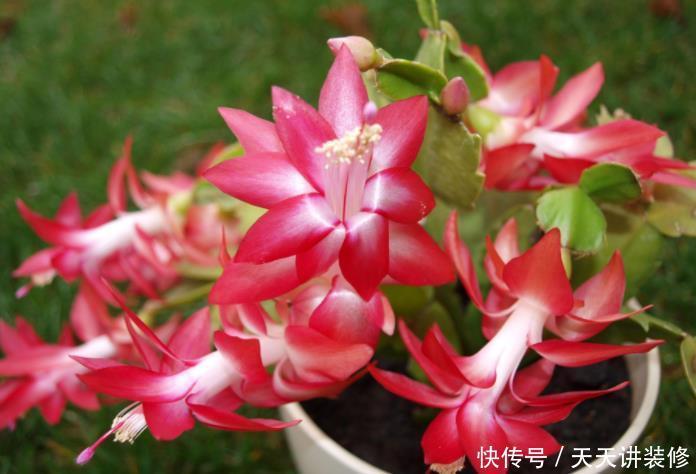 9种花开花植物,促花不能使用磷酸二氢钾,因为容易黄叶和僵苗