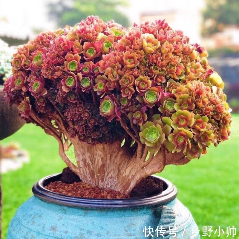 法师|法师还在休眠吗？什么时候开始苏醒？你想知道的都在这里
