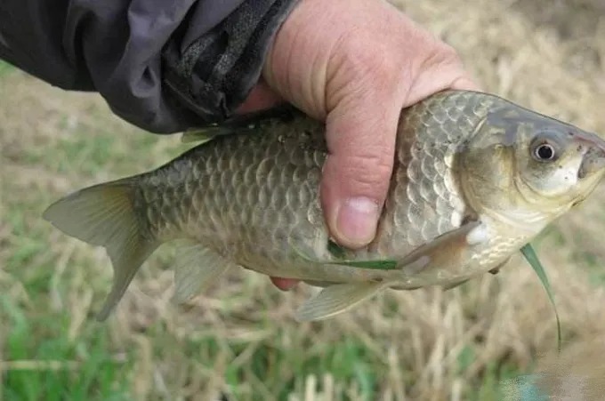 天冷时,宁可不用台钓也要用这鲫鱼钓法,塘主不淡定:以后不准用