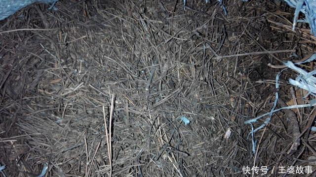 营养土还在花钱买几种东西“掺一点”,土壤“肥得流油”!