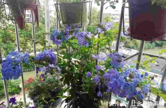 盘点我淘汰的各种花,当初花钱买了,后来含泪放弃……!