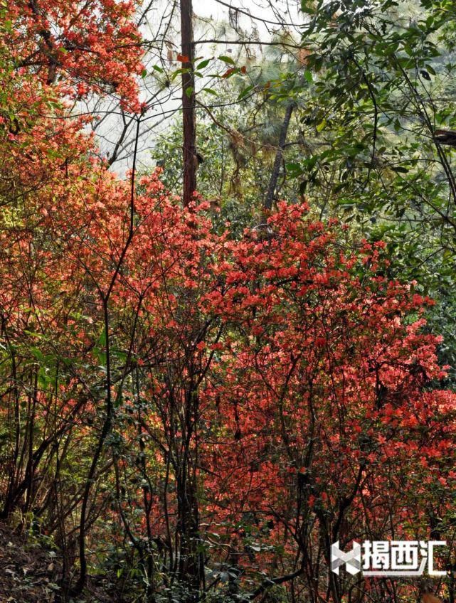 龙山杜鹃怒放，赏花正当时，点缀揭西的绿水青山