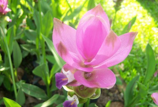 生在土里的荷花,开花一大朵,样子别致花期长,种一棵就赚了