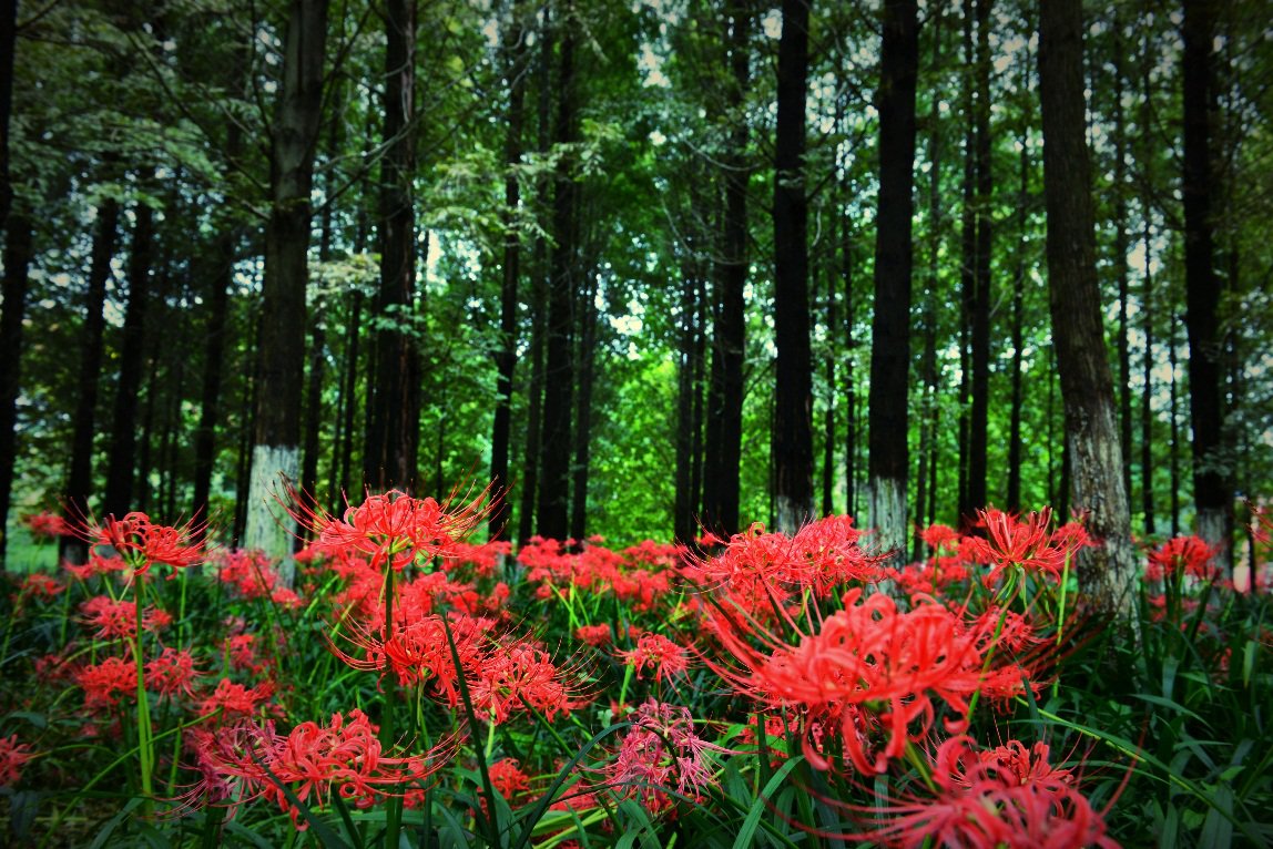 花花花花花~且看公园城市的“花月令”