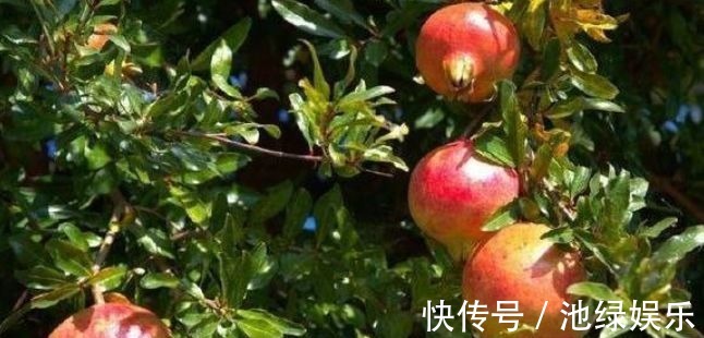 四季豆|对身体很好的3种食物,营养丰富、延缓衰老,提高免疫力!