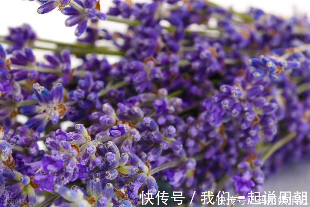 清新|最适合卧室摆放的9种植物，清新素雅，安全无毒，还特好养活