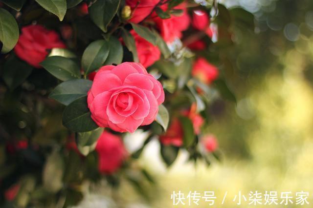 肖女|天生凤凰命的三大生肖女,旺夫旺子,男人娶了一生大富大贵