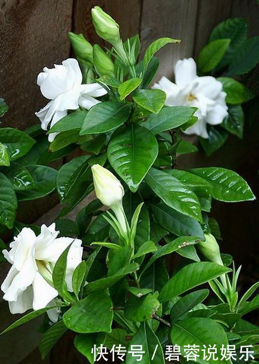 矿泉水瓶|扦插栀子、茉莉,使用垃圾自制“生根器”,7天冒白根,忒好养