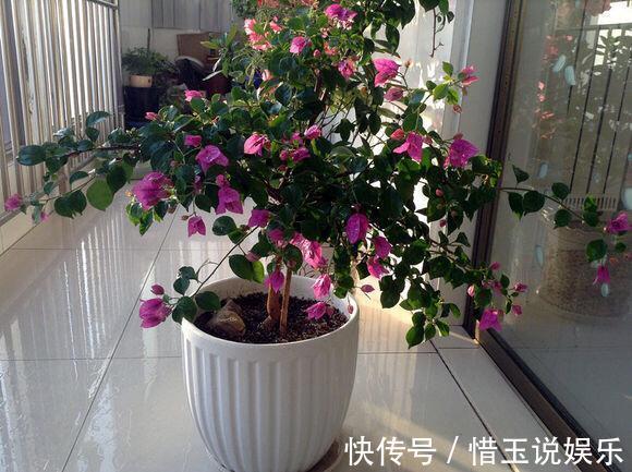 枝条|什么盆栽最好养这“7种”，好养好繁殖，丢土里长爆盆、常开花