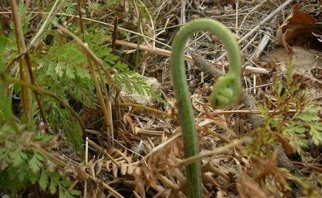 山里一野草，人称“龙头菜”，目前极为珍贵，野外遇见，请勿忽视