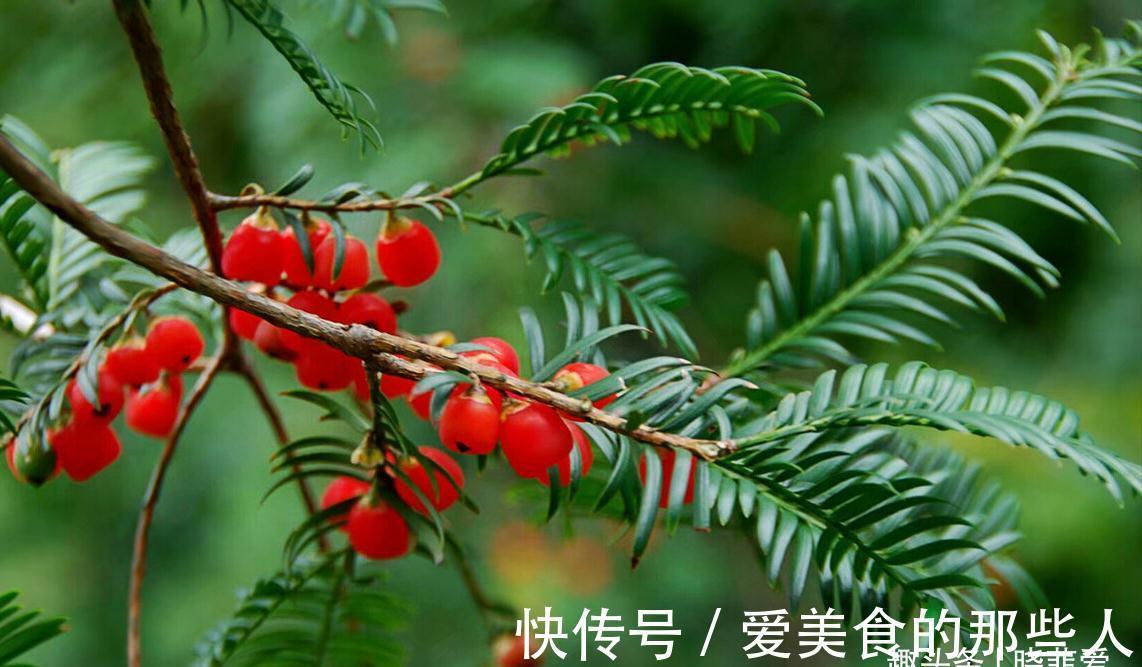 7种“吉祥果”,家里种一棵,喜气洋洋又“富贵”