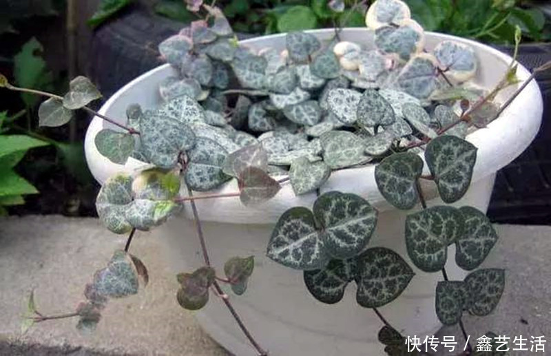 钱串子|适合夏天养的几种多肉,叶片肉嘟嘟能长成“瀑布”