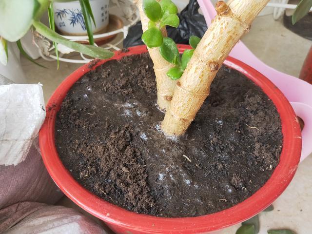 盆土|养花盆土干硬,一种营养水浇进去,10分钟变松散,好用!