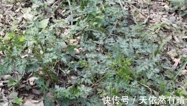 党参|根似人参,曾是穷苦人的“救命草”,煲汤养肝养胃,不妨来认识下