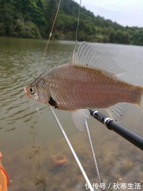 六陈水库开光新鱼护,崇尚不以爆护秀钓技