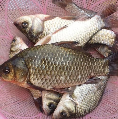 鱼贩子|4种鱼尽量少食用,或是甲醛与重金属的藏身处,鱼贩子不会吃
