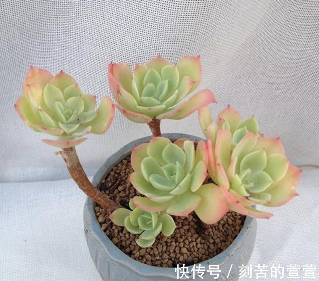 多肉柠檬玫瑰太好养了吧,4个小技巧养出手捧花,颜值超级漂亮