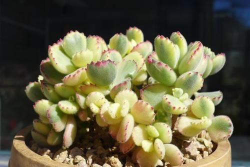 养好多肉需要的5个小物件,看起来不起眼,用起来很顺手也很实用