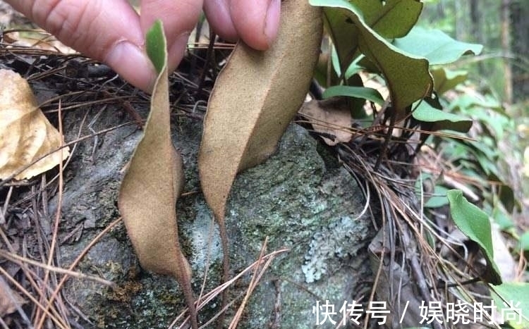 止咳|农村一种奇特野草,生长在石头上价值却很高,是民间“止咳”良药