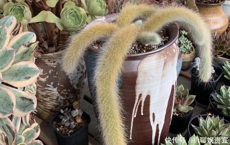 多肉植物度|多肉种上漂亮花盆不透气?不如试试这三招,度夏成败在此一举