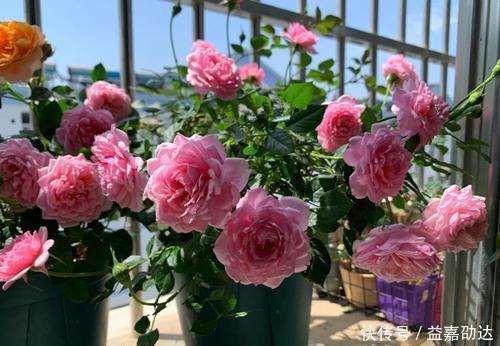种植|新手初养月季必备清单，了解掌握，种植月季事半功倍！