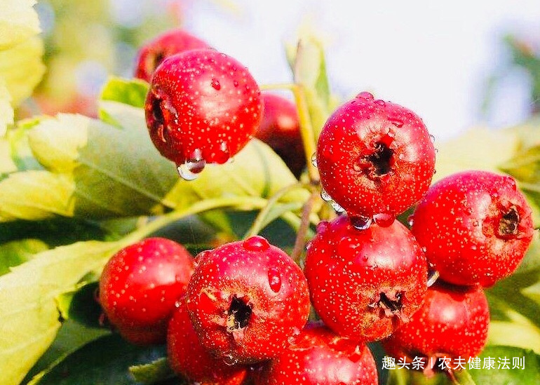 美白|爱吃山楂的人,身体不会差,美白祛斑,补血活血,大肚子也没了