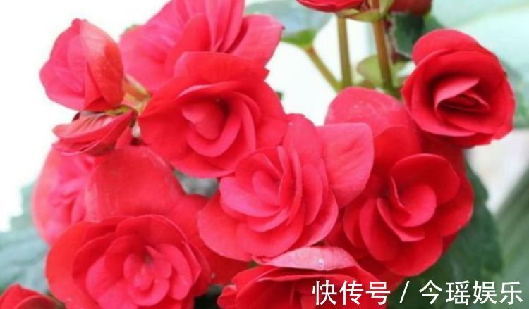 丽格海棠|3种花美如仙,完胜牡丹还好养,给点水就疯长,寓意吉祥福连连!