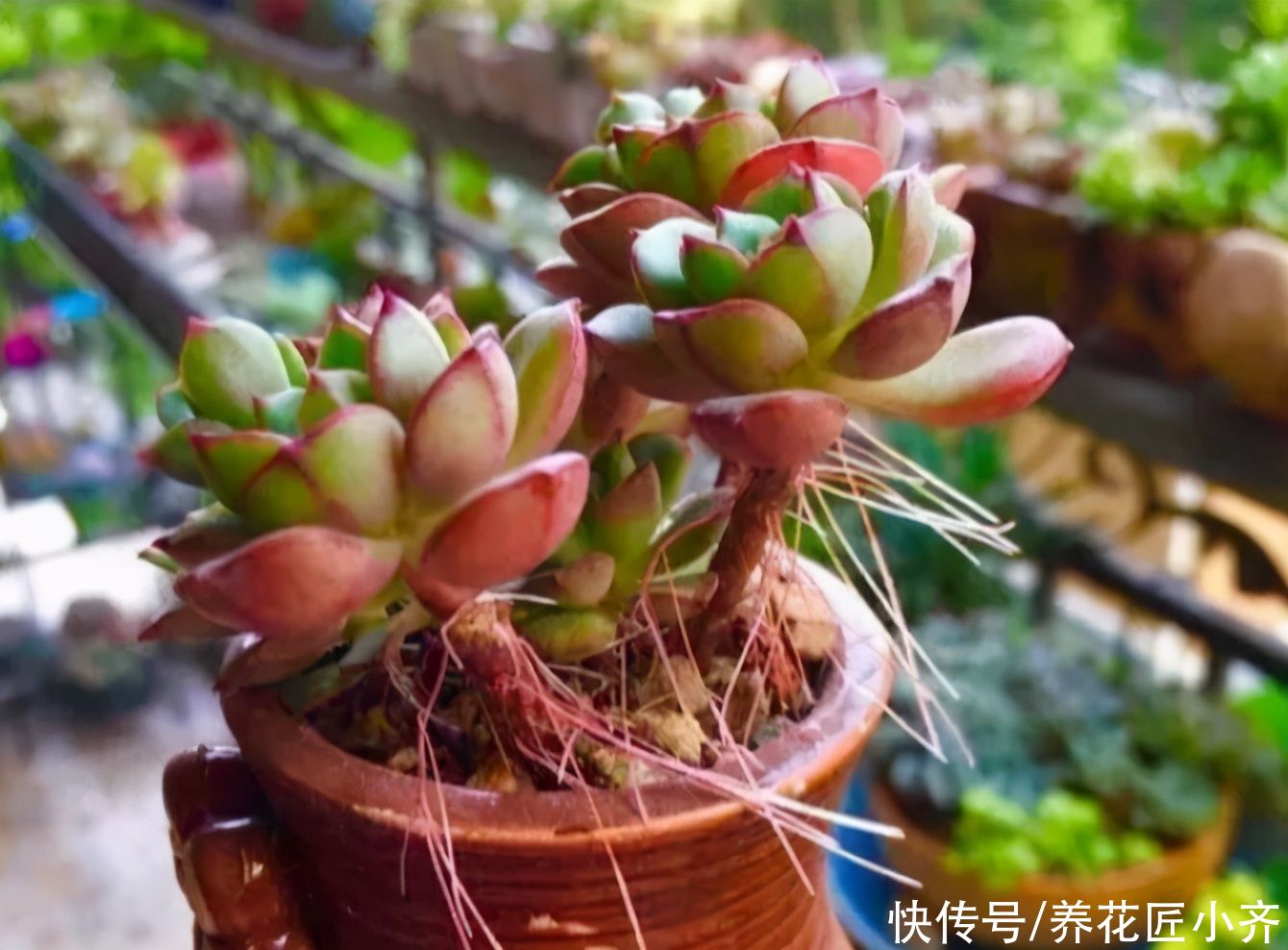 土壤|夏天多肉长气生根，不一定是缺水，别着急补水，可能是这两个原因