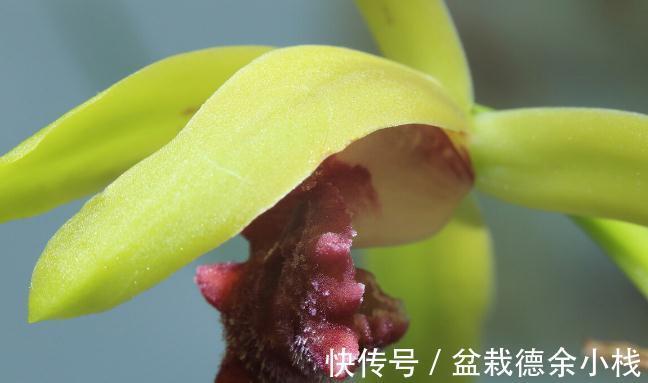 34种常见花草耐冻极限温度,哪些该搬到室内养,一清二楚