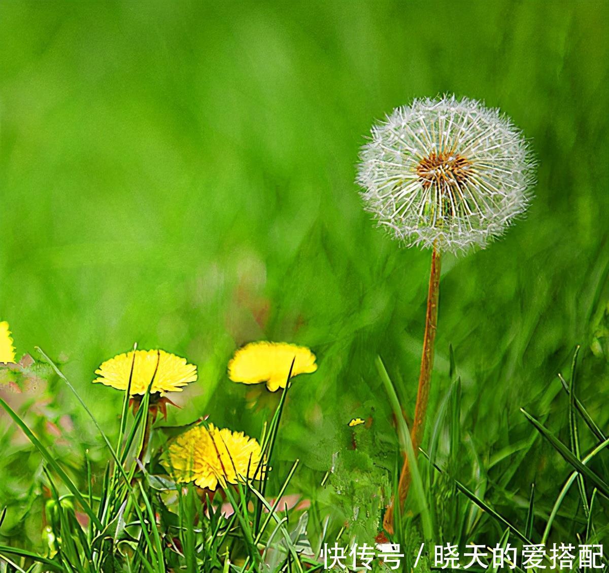 被低估的“三种花”,寓意好“营养价值高”,养一盆家人更健康