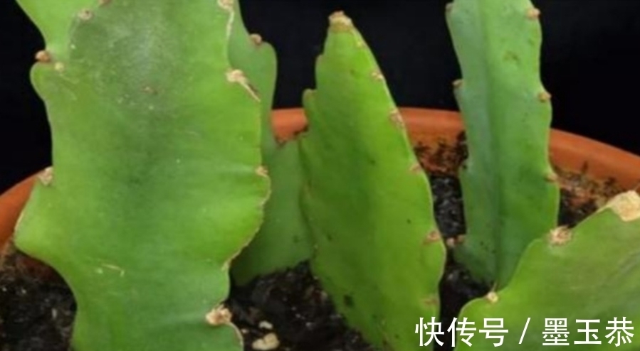 支撑架|1种仙人掌花,好养又漂亮,开花有碗口大