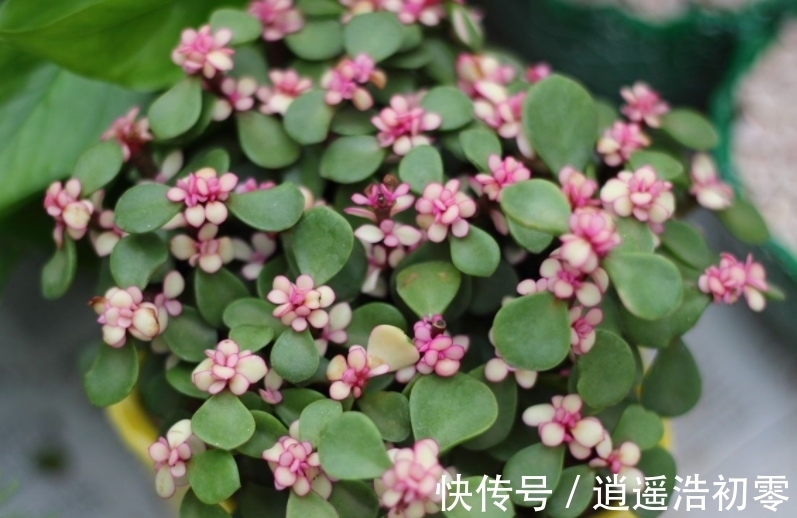 老桩|养金枝玉叶,按“这”方法盆栽,枝叶长得旺,极具观赏价值