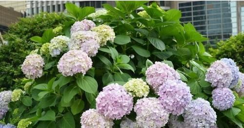  人见人爱|2种漂亮花，比月季高级，庭院阳台都能养，花开人见人爱