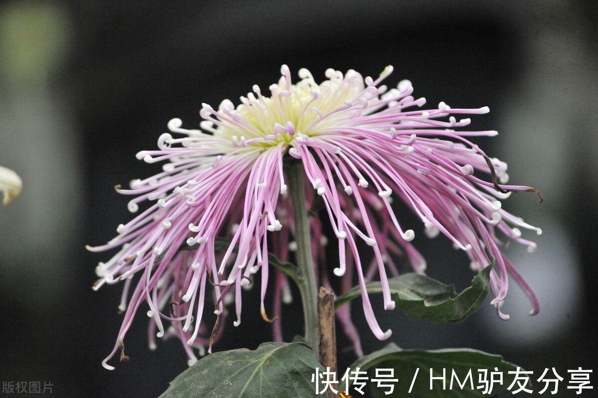 鸡冠花|5种“秋天”的花，赏花正当时，错过等一年