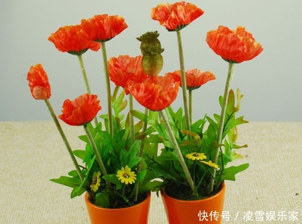 毒性|家里不能养的4类绿植,白送都不要,有钱人都懂,你还傻傻往家买