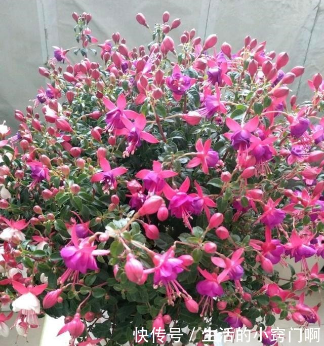 4种“漂亮花”,炎热夏天里,一浇一个死,管住手,花满头!