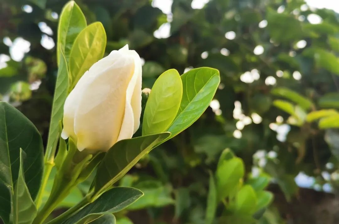 花养成光杆司令,别扔了、还有救,3天起死回生!