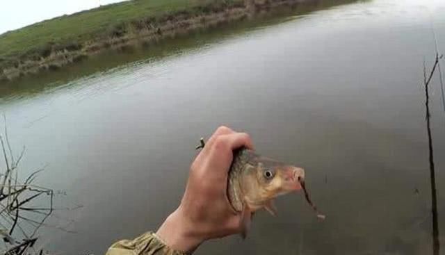 钓友们|野钓不上鱼那是因为用饵不对,我从三个方面,分享几种钓饵