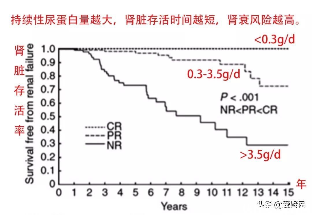 肾脏病|患了肾病，多久会尿毒症？这类肾病最快会毒