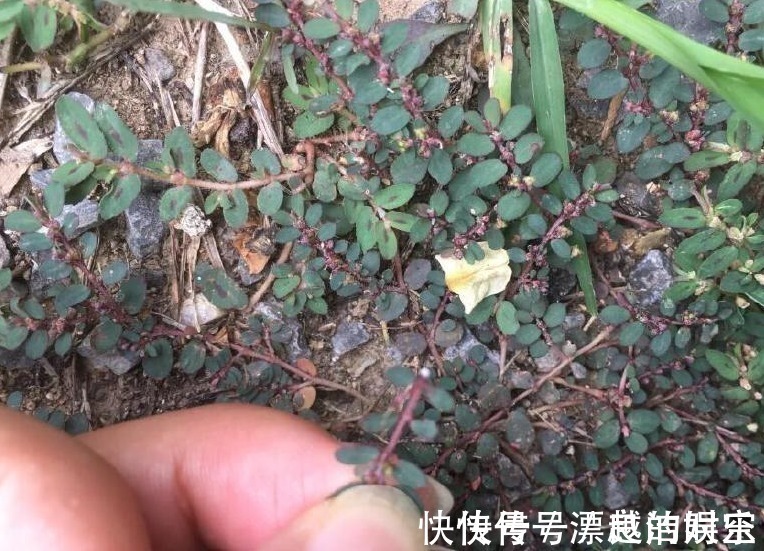 卧蛋草|农村叫做“卧蛋草”的野草，是极其珍贵的药材，认识吗