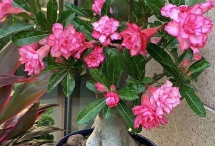 最适合新手养的4种花,开花爆盆很简单,满树都是花朵,漂亮极了